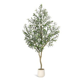 Hoge nep-olijfboom